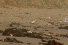 Thinornis cucullatus