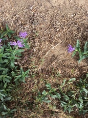 Verbena rigida