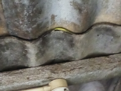 Philothamnus hoplogaster