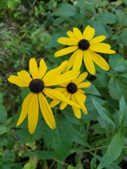 Rudbeckia