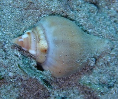 Strombidae