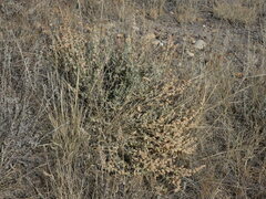 Atriplex gardneri