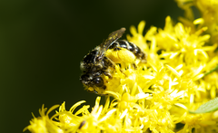 Callandrena