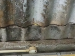 Philothamnus hoplogaster