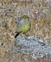 Sicalis olivascens