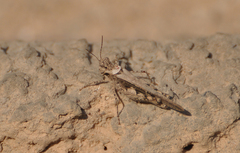 Acrotylus