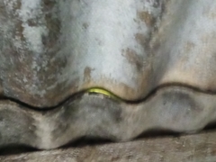 Philothamnus hoplogaster