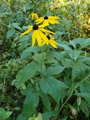 Rudbeckia