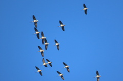 Threskiornis spinicollis