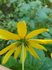 Rudbeckia