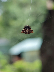 Gasteracantha