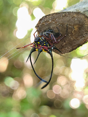 Macracantha
