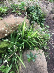 Melasphaerula graminea