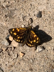 Metisella metis paris