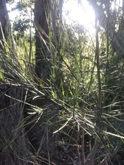 Casuarina cunninghamiana