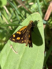 Metisella metis paris