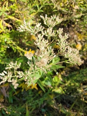 Eupatorium altissimum
