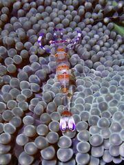 Ancylomenes luteomaculatus