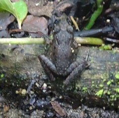 Anura