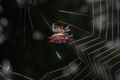 Gasteracantha