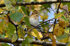 Emberiza rustica