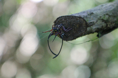 Macracantha
