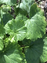 Pelargonium zonale