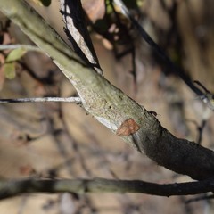 Callirhytis quercussuttoni