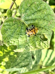 Aspidimorpha miliaris