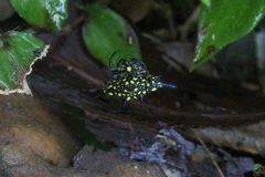 Gasteracantha