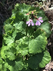 Pelargonium zonale
