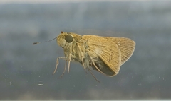Borbo cinnara