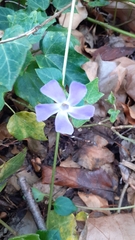 Vinca