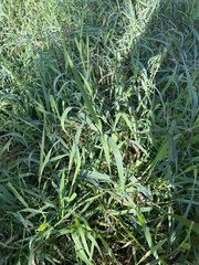 Phalaris arundinacea