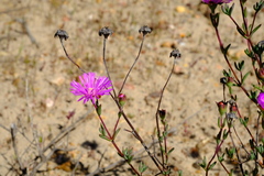Lampranthus pakhuisensis