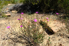 Lampranthus pakhuisensis