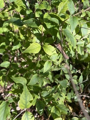 Lonicera maackii