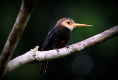 Brachygalba albogularis