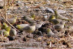 Sicalis olivascens