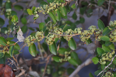 Ziziphus mauritiana