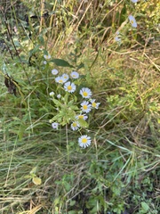 Boltonia asteroides