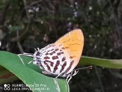 Drupadia ravindra