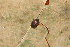 Stelidota geminata