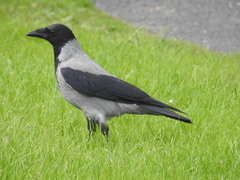 Corvus cornix