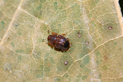 Stelidota geminata