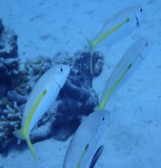 Mulloidichthys flavolineatus