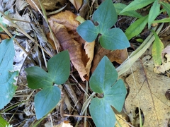 Hepatica