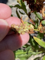 Rumex triangulivalvis