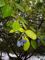 Vaccinium arboreum