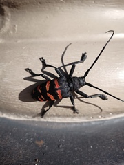Ceroplesis capensis